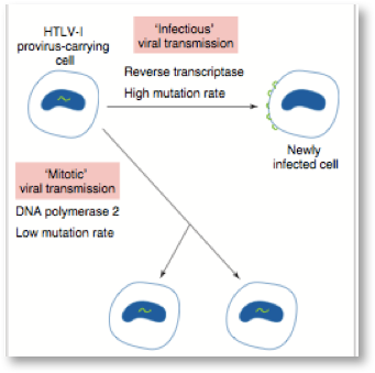 Click to enlarge retrovirus