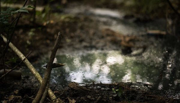 Click to enlarge stagnant water