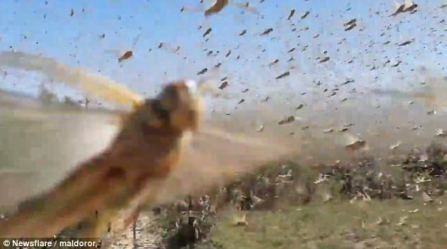 The video, which was shot last month, shows a group of fishermen as they battle past the swarm of locusts
