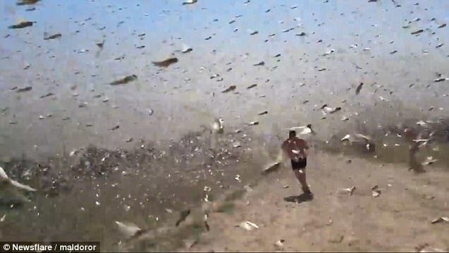 Click to enlarge In come cases, whole pastures have been destroyed leaving farmers without food to feed their cattle
