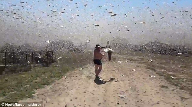 Click to enlarge But resourceful fishermen have made the most of the swarms — catching the insects in nets to use as bait.