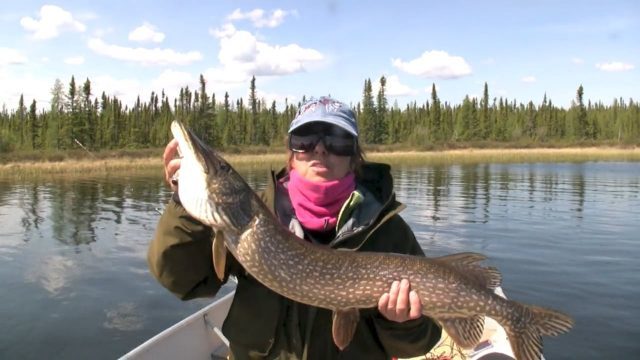 Click to enlarge Pike caught Bala Lake Wales