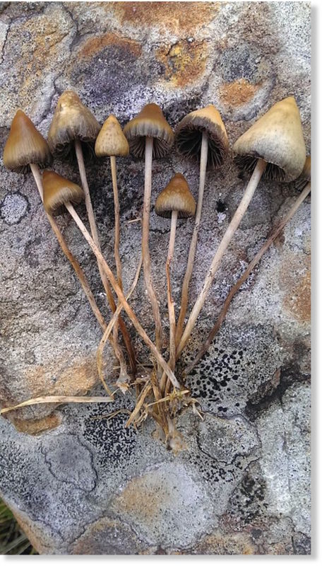 Click to enlarge magic mushrooms