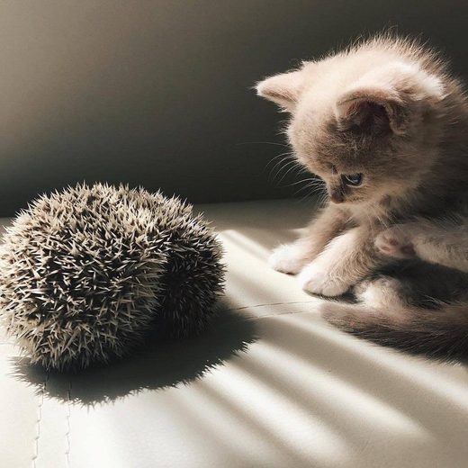 Click to enlarge Pikabu meets hedgehog