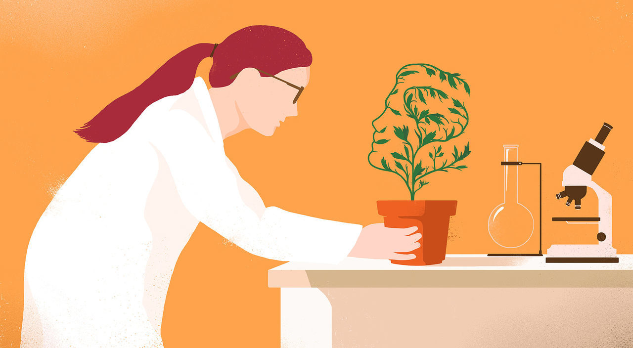 Click to enlarge plant studies, plant memories