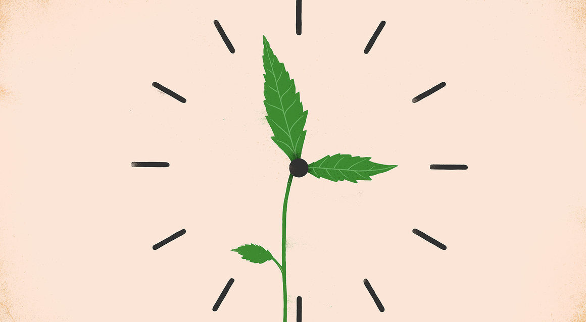 circadian rhythm plants