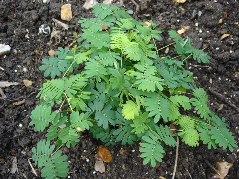 Mimosa pudica