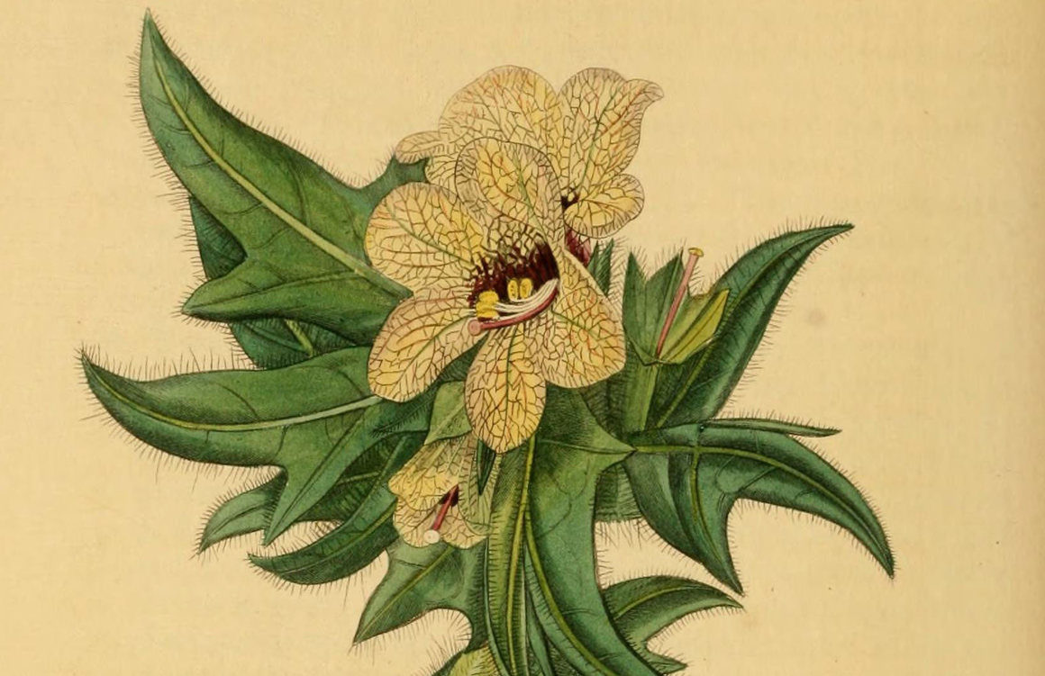 A 19th-century illustration of Hyoscyamus niger.