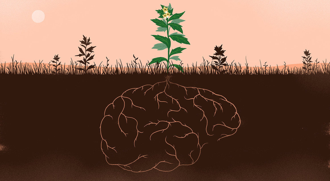 plant root system