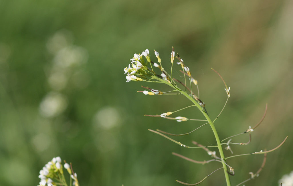 thale cress