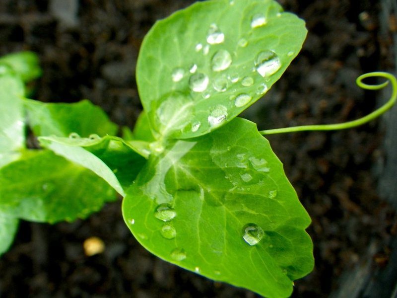 pea shoots