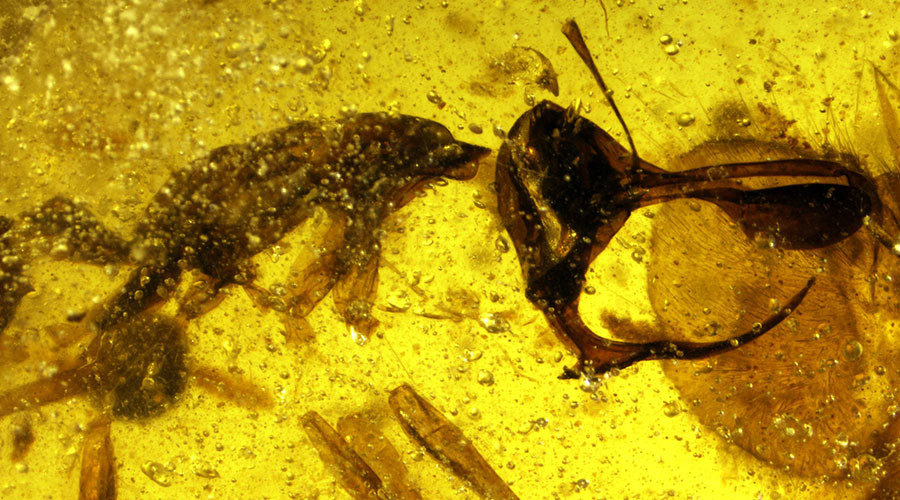 Click to enlarge Amber with hell ant