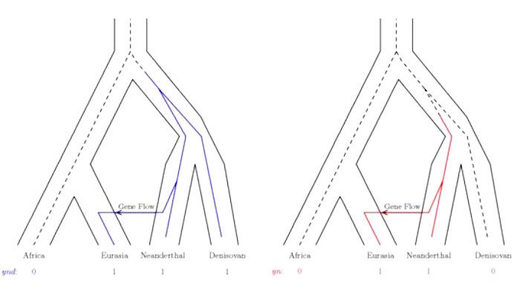 Click to enlarge neanderthal dna