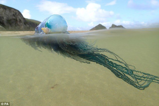 Deadly Portuguese man o' war (pictured) armed with poisonous tentacles that can kill a human have invaded Britain's beaches with record numbers washing up on the Cornish coast