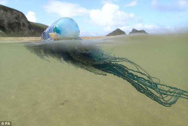 Click to enlarge Deadly Portuguese man o' war (pictured) armed with poisonous tentacles that can kill a human have invaded Britain's beaches with record numbers washing up on the Cornish coast