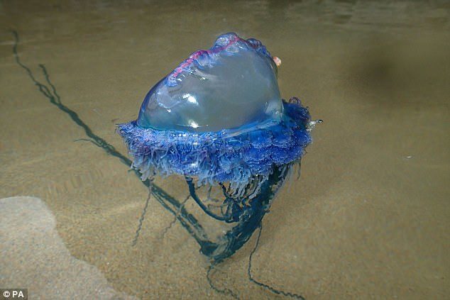The man o' war (pictured) has long tentacles that can cause a painful sting and be fatal in extremely rare cases. Their rise in Britain has been blamed on strong westerly winds