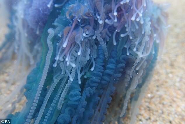 Click to enlarge Perranporth beach in north Cornwall was temporary closed as a precaution due to the numbers of the deadly creatures found
