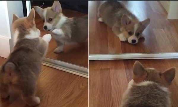 dog in mirror