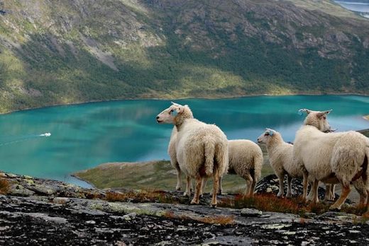 Norway missing sheep