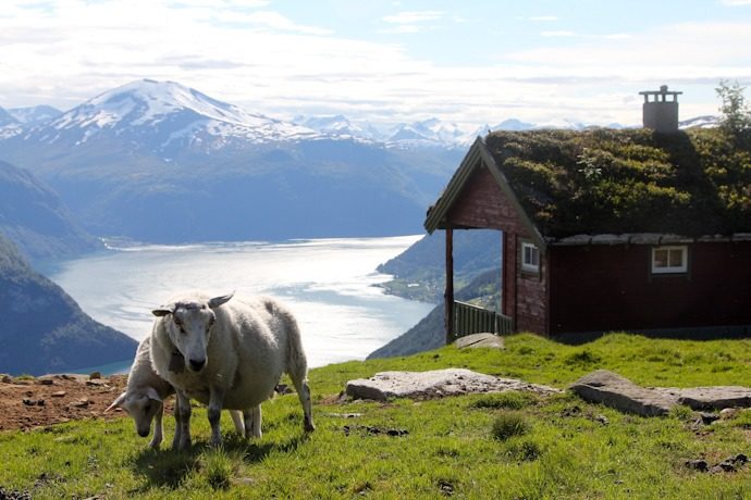 chupacabra missing sheep