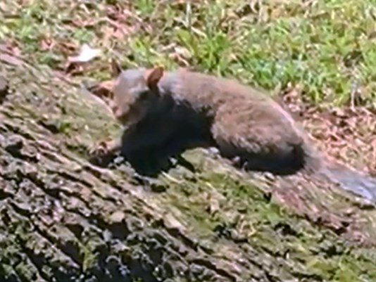 A squirrel in Lake Vista, possibly one of four who have allegedly attacked some residents.