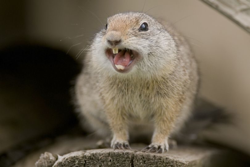 angry sqirrel