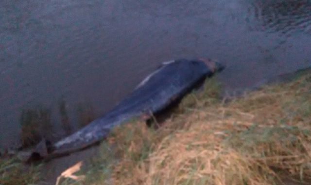 dead whale