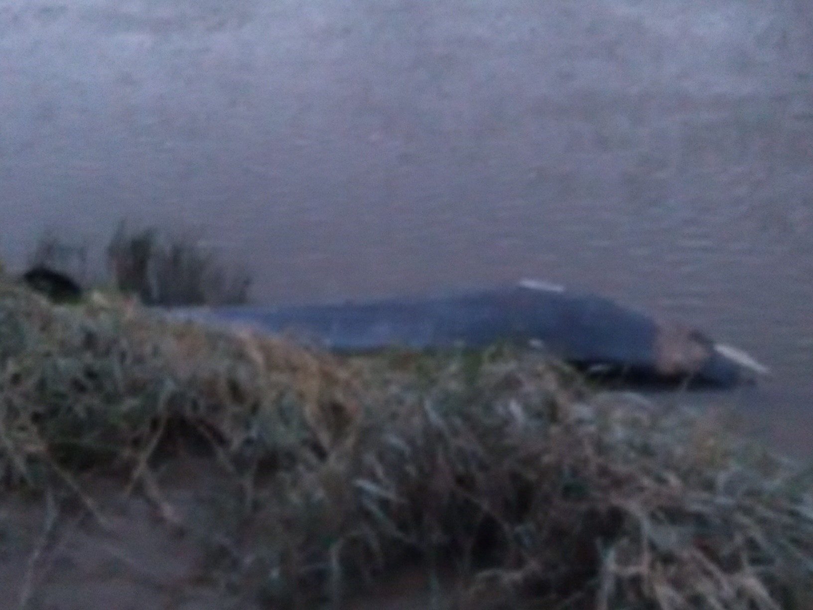 Click to enlarge whale