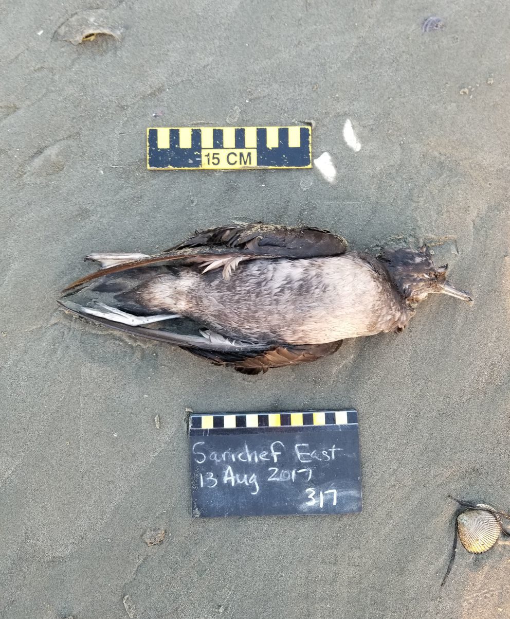 A dead northern fulmar was found near Shishmaref on Aug. 13. Hundreds of dead birds have been found on the Western and Northwestern coasts of Alaska and in Bering Sea islands this year.