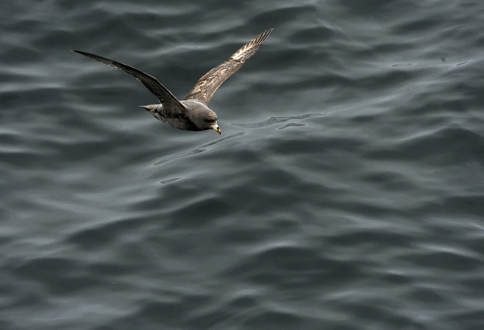 A northern fulmar flies just above the water near the Aleutian Islands in 2015.