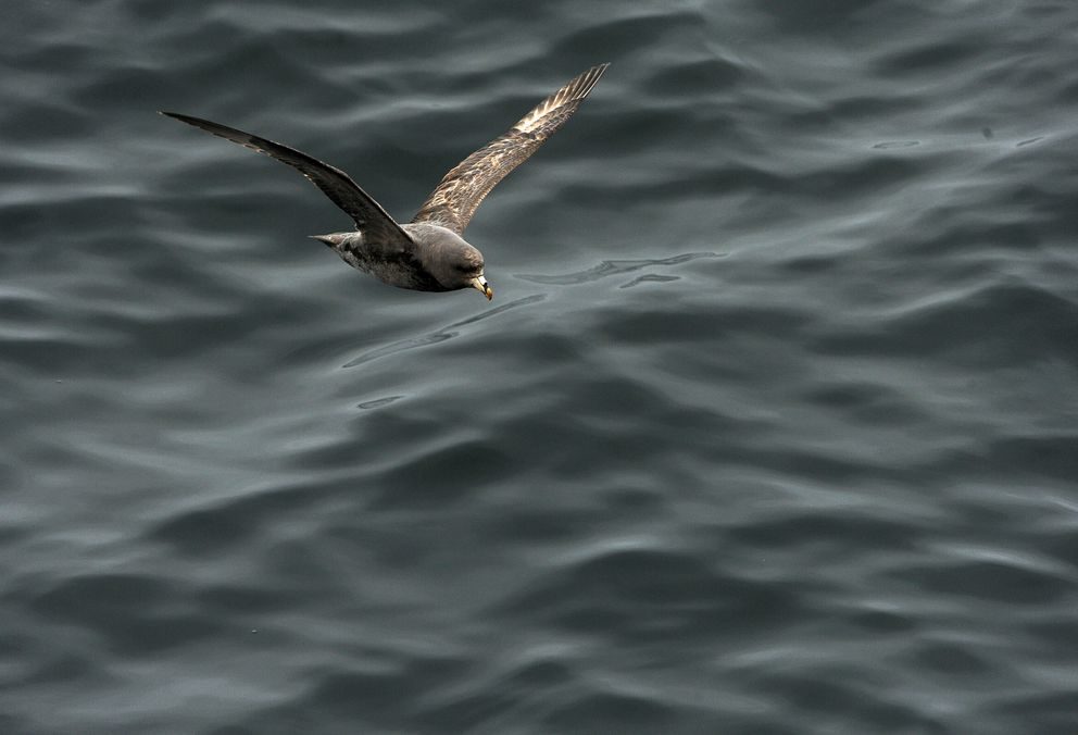 Click to enlarge A northern fulmar flies just above the water near the Aleutian Islands in 2015.