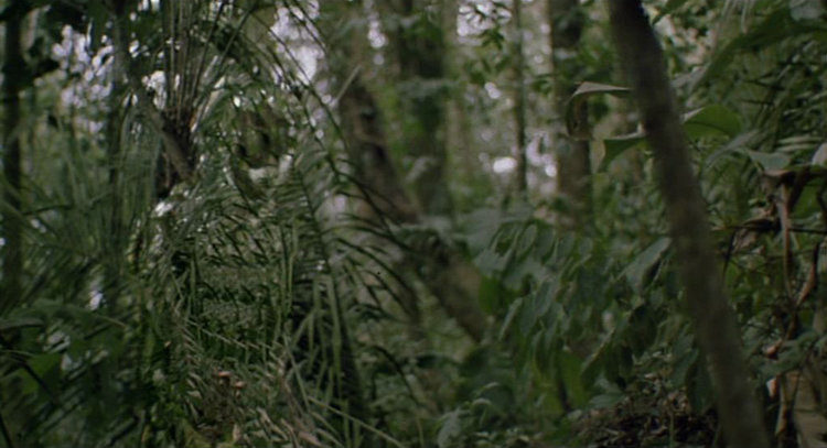 Predator still