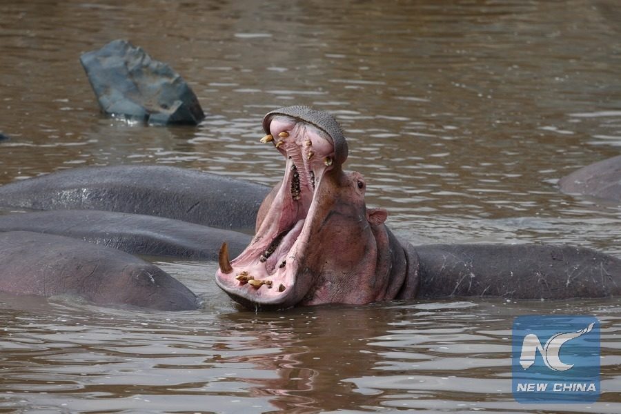 hippos