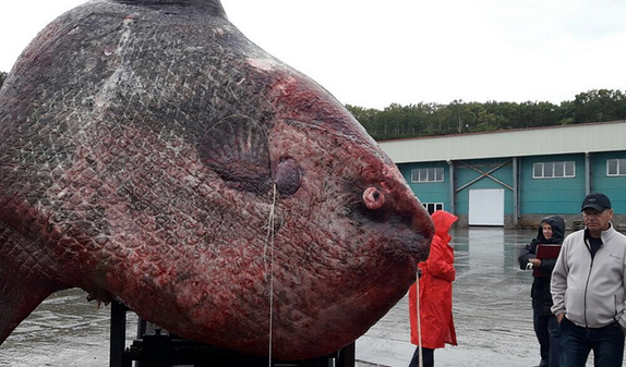 ocean sunfish