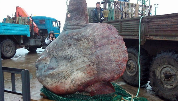 ocean sunfish 2