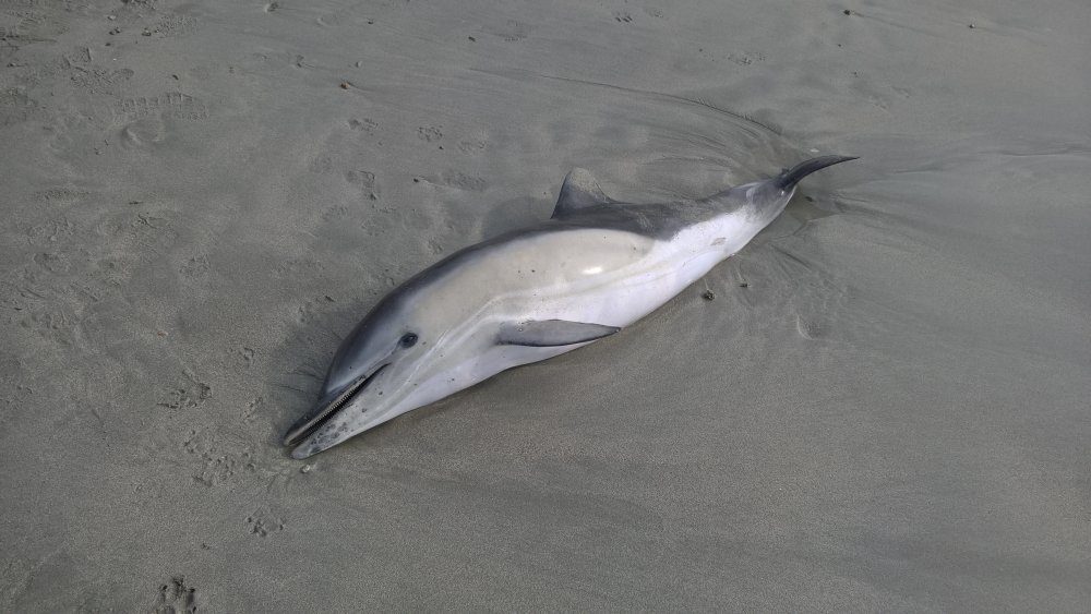 Record-breaking year 2017 has seen another increase in cetacean strandings