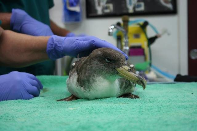 Staff at the South Carolina Center for Birds of Prey, which operates an avian medical clinic in Charleston, were still in the process of stabilizing “Jerry,” a Cory's Shearwater, a species rarely seen in this part of the world.
