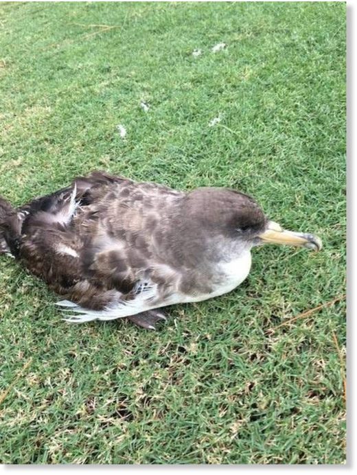 Click to enlarge Cory's Shearwater