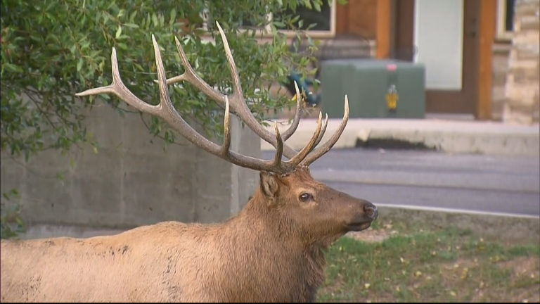 ELK MISTER