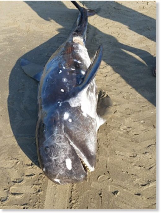 A 10-foot dead whale washed up on the Grand Isle beach Sept. 15.