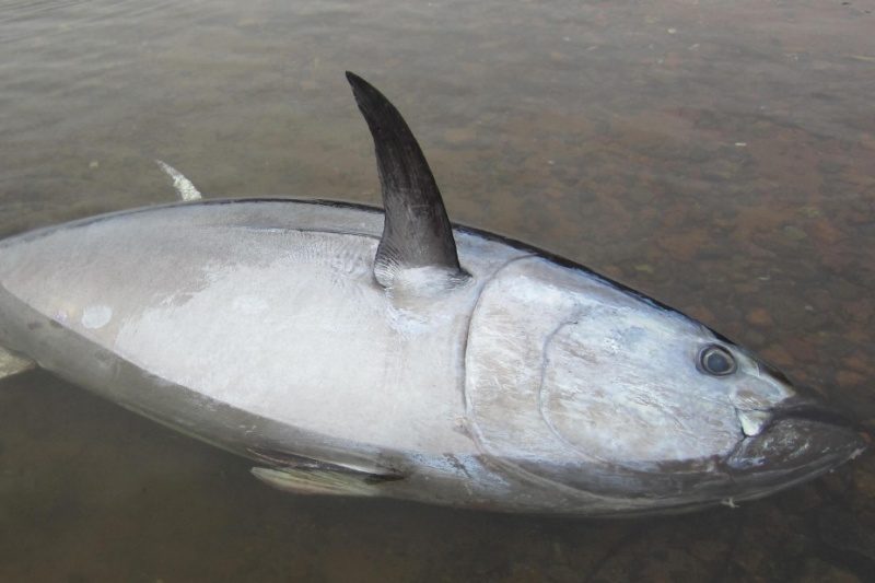 A rare sighting in the Labrador Straits, a dead Atlantic Bluefin tuna was found washed ashore in Red Bay last week.