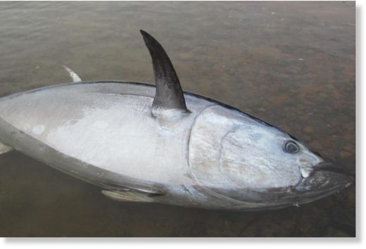 A rare sighting in the Labrador Straits, a dead Atlantic Bluefin tuna was found washed ashore in Red Bay last week.