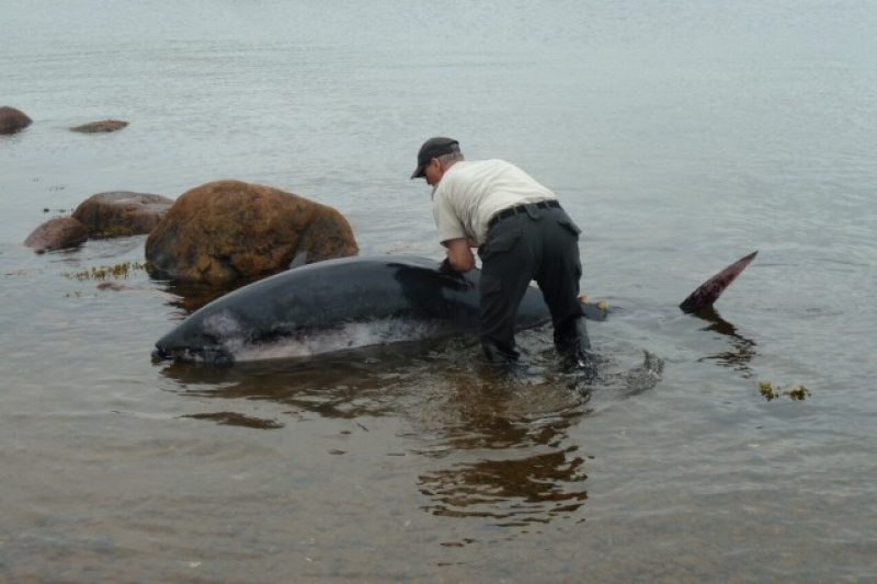 A man on scene attempts to move the 738-pound tuna.
