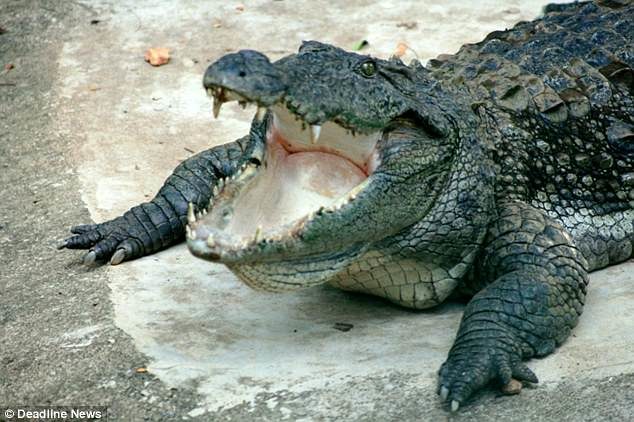 The alleged crocodile attack is the second in Sri Lanka this year