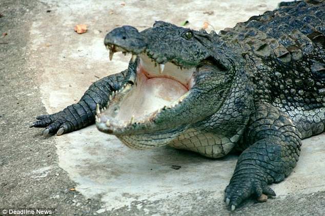 Click to enlarge The alleged crocodile attack is the second in Sri Lanka this year