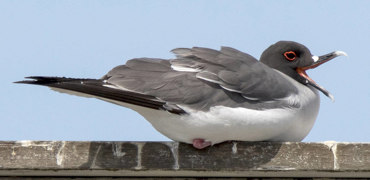 Swallow-tailed gull