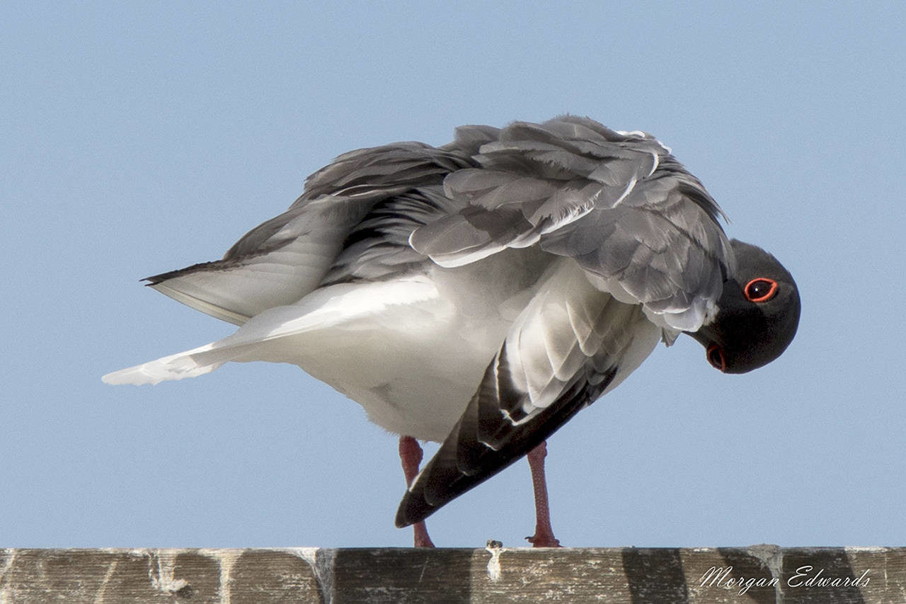 Swallow-tailed gull