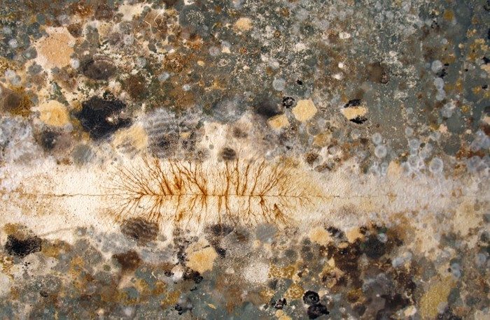 Click to enlarge mold