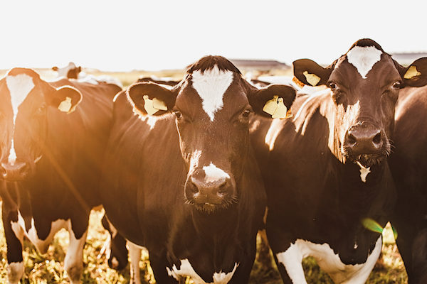 Click to enlarge cows