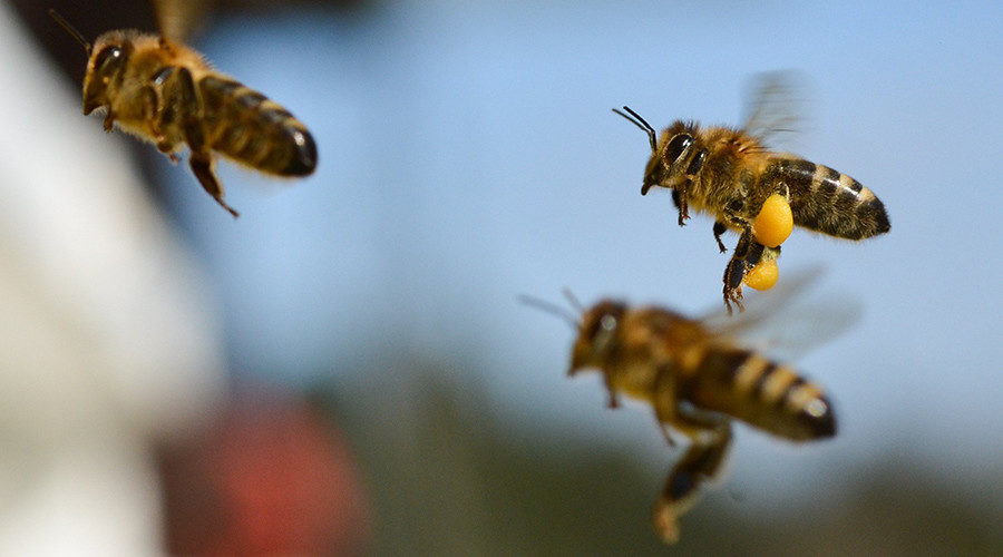 Bees attack